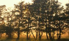 Beeld bij Bosroute Assen