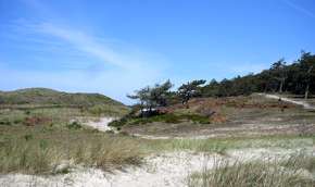 Beeld bij Schoorlse Duinen