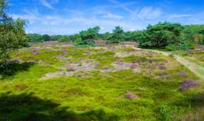 Beeld bij Veengebied het Dwingelderveld