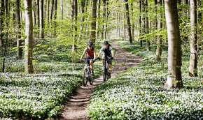 Beeld bij Je fiets veilig mee op vakantie? Dat doe je zo