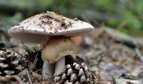 Beeld bij Paddenstoelen bij het Lusthof
