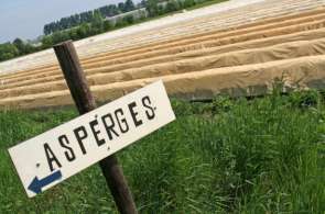 Beeld bij Top 5 aspergefietsroutes