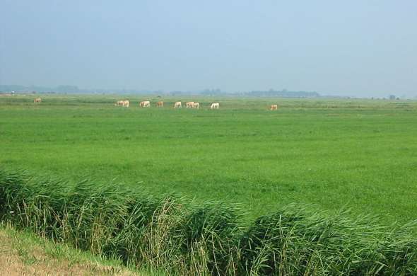Beeld bij Eemvallei