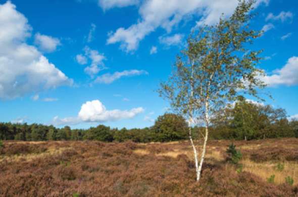 Beeld bij Edese Heide