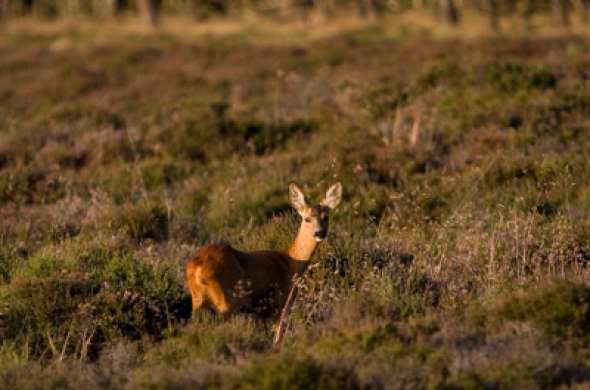 Beeld bij Loonse en Drunense  Duinen