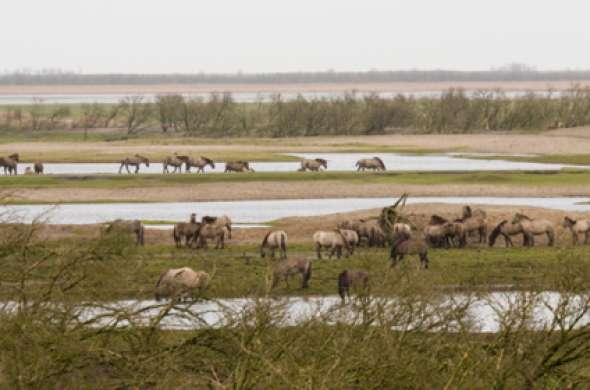 Beeld bij Door de natuur van Almere