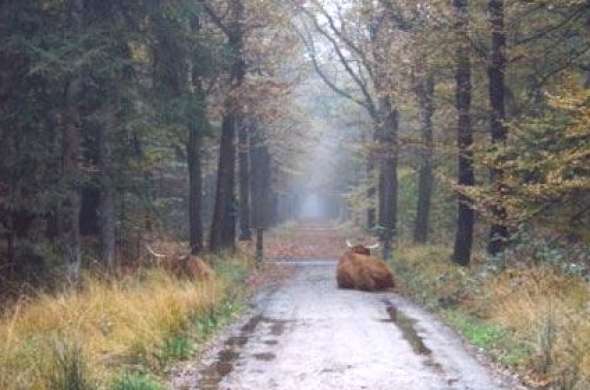 Beeld bij Fietsroute Roden