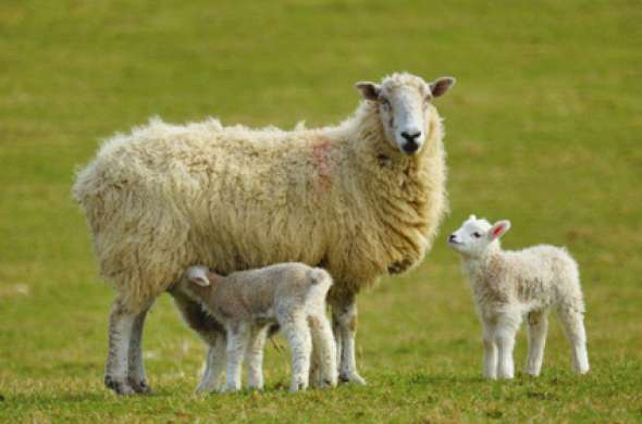 Beeld bij Rondrit Texel