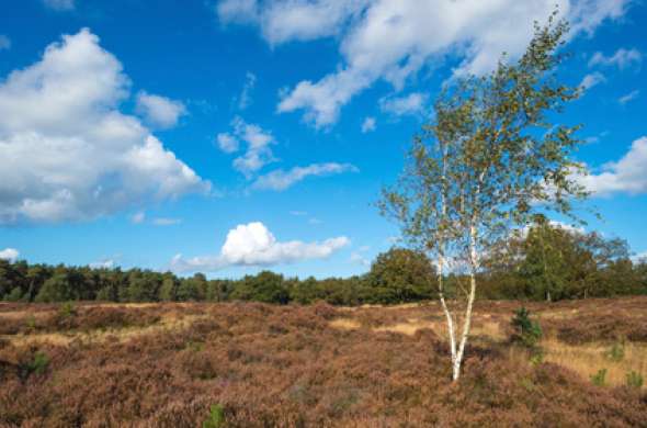 Beeld bij Door de heide van de Veluwe