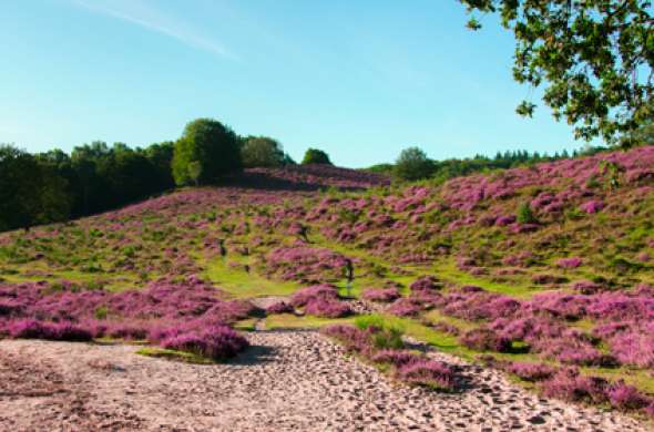 Beeld bij Planken Wambuis