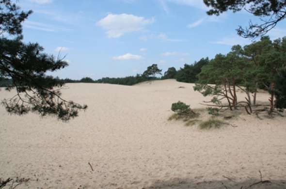 Beeld bij Bos, zand en heide bij Appelscha