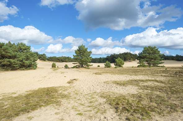 Beeld bij Kootwijkerzand