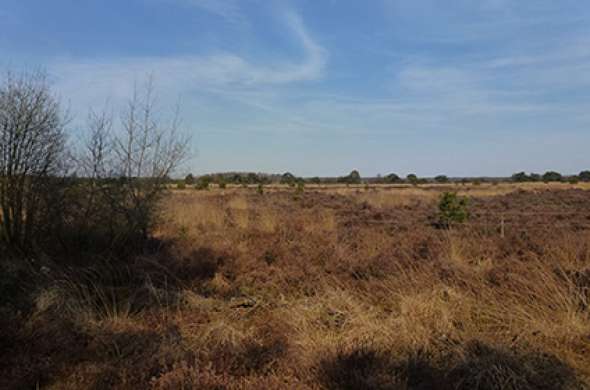 Beeld bij Cartierheide en Boswachterij Hapert