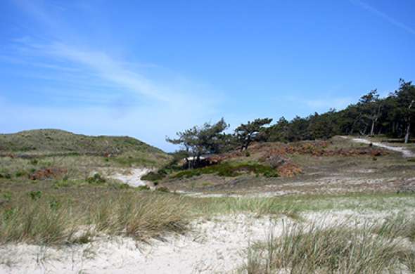 Beeld bij Schoorlse Duinen