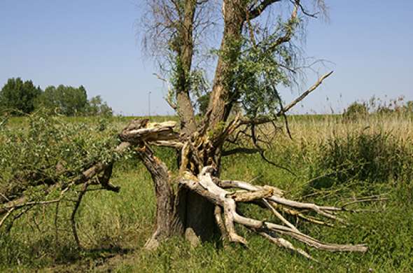 Beeld bij Door het Loetbos en langs de Lek