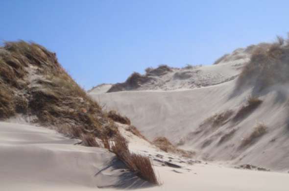 Beeld bij Schoorlse Duinen