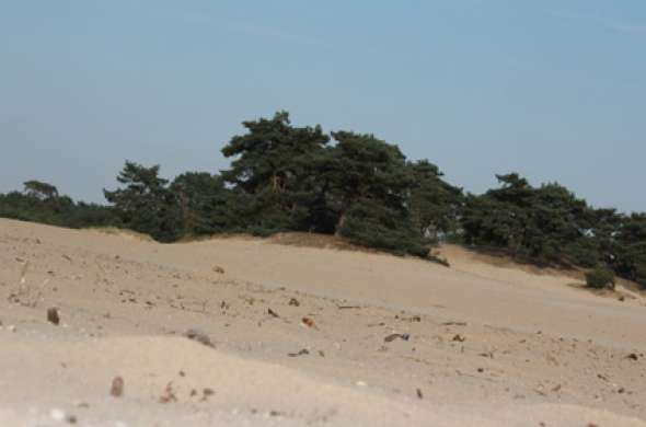 Beeld bij De Soester Duinen