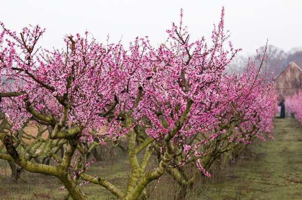 Beeld bij Bloesemtocht langs mooiste boomgaarden van Zeeland