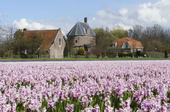 Beeld bij Bollenroute Voorhout