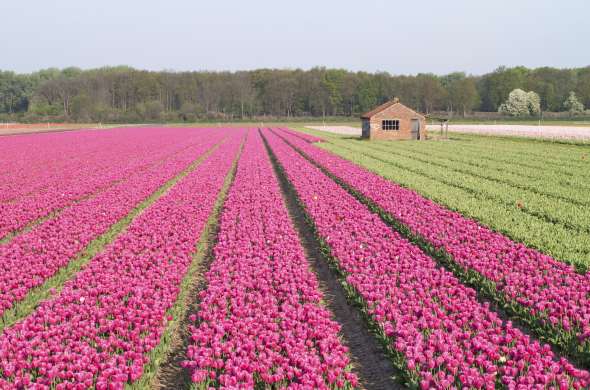 Beeld bij Bollenroute Hillegom