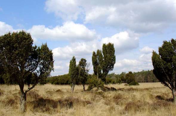 Beeld bij Rondje Dwingelderveld