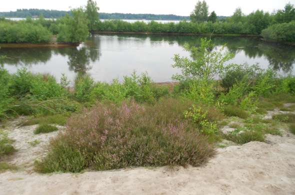 Beeld bij Maasduinen: de langste rivierduingordel van Nederland