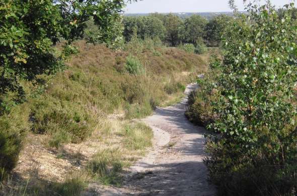 Beeld bij Sallandse Heuvelrug