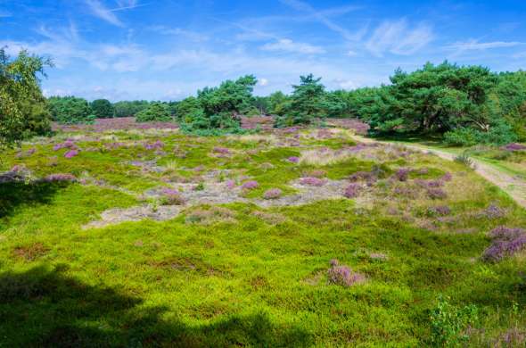 Beeld bij Veengebied het Dwingelderveld