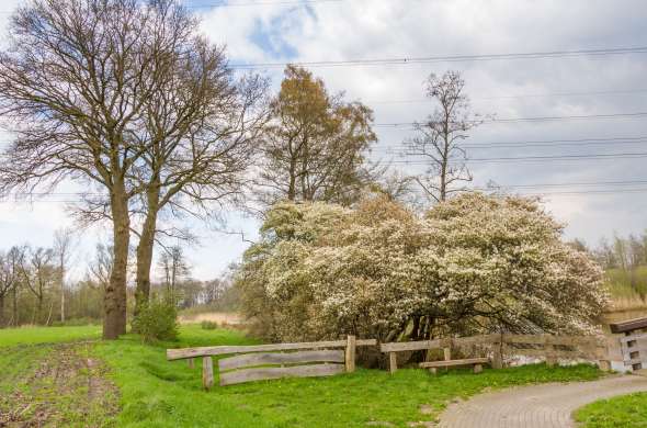 Beeld bij De Steile Oever van de Regge