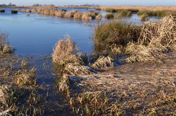 Beeld bij Rietteelt voor de boerderijen