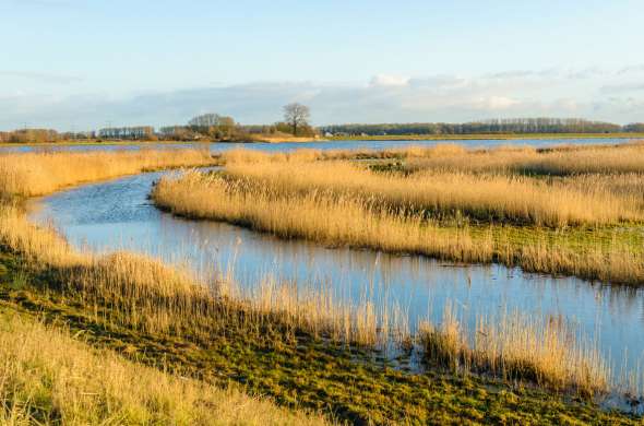 Beeld bij Rondje Biesbosch