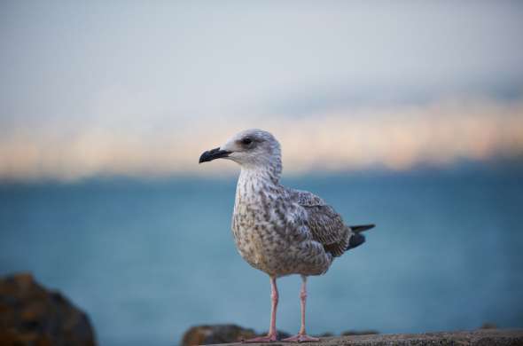 Beeld bij Op vleugels door Zeeland