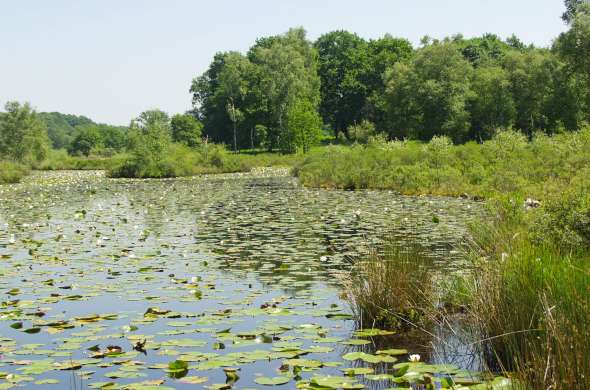 Beeld bij Nationaal Park de Meinweg