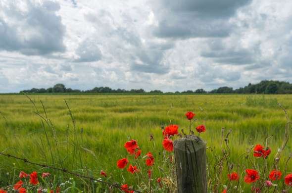 Beeld bij Land- en tuinbouwdiversiteit in Limburg