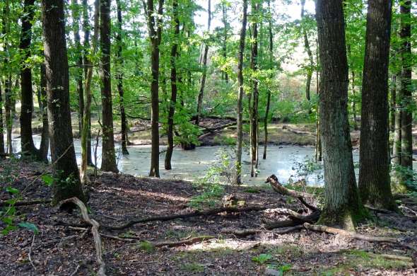 Beeld bij Asselse heide en Hoog Buurlose heide