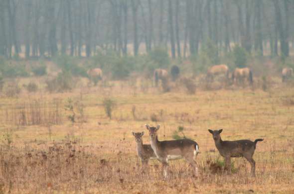 Beeld bij De Utrechtse Heuvelrug