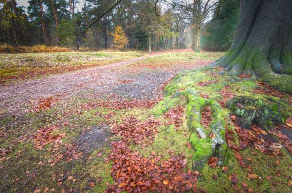 Beeld bij Brabantse bossen