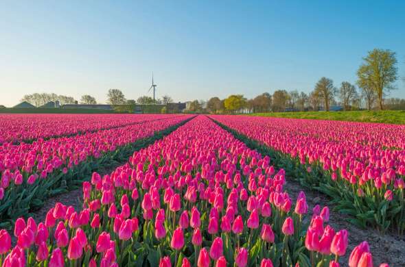 Beeld bij Windmolens en bloemenvelden