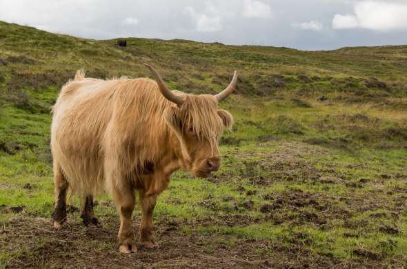 Beeld bij Nationaal Park Zuid-Kennemerland