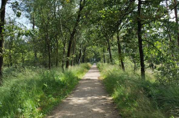 Beeld bij De Brabantse Kempen en de Cartierheide