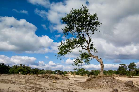 Beeld bij De Brand en De Loonse en Drunense Duinen