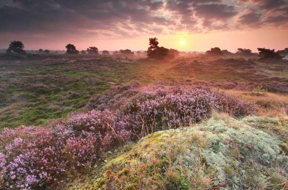 Beeld bij Balloërveld