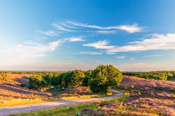 Beeld bij Langs de Posbank op de Veluwe