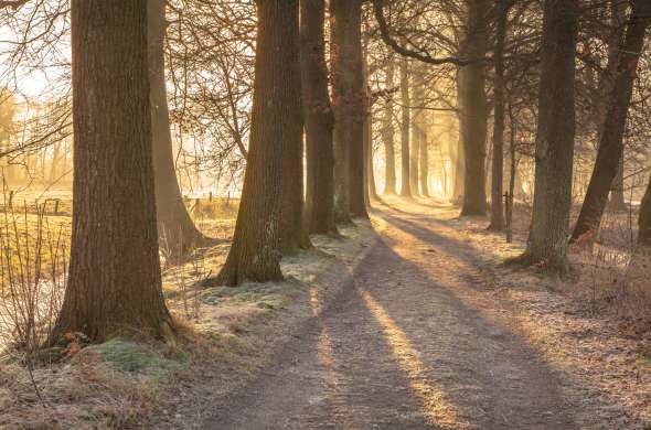 Beeld bij Bossen in het Zuidelijk Westerkwartier