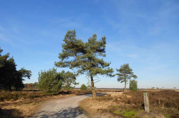 Beeld bij De Kalmthoutse Heide