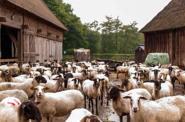 Beeld bij De gescheperde schaapskudden van Drenthe