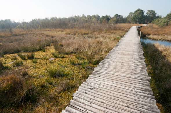 Beeld bij Nationaal Park De Groote Peel