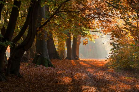 Beeld bij Natuur op de grens tussen België en Brabant