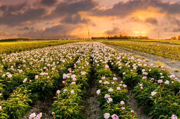 Beeld bij Een duingebied in Flevoland