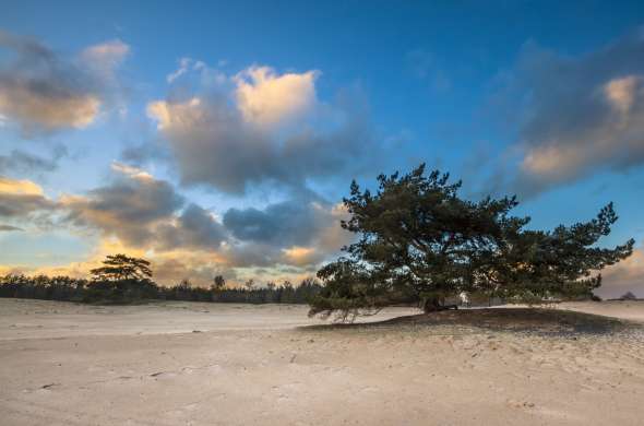 Beeld bij Het Aekingerzand of de Kale Duinen